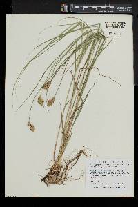 Carex scoparia var. scoparia image