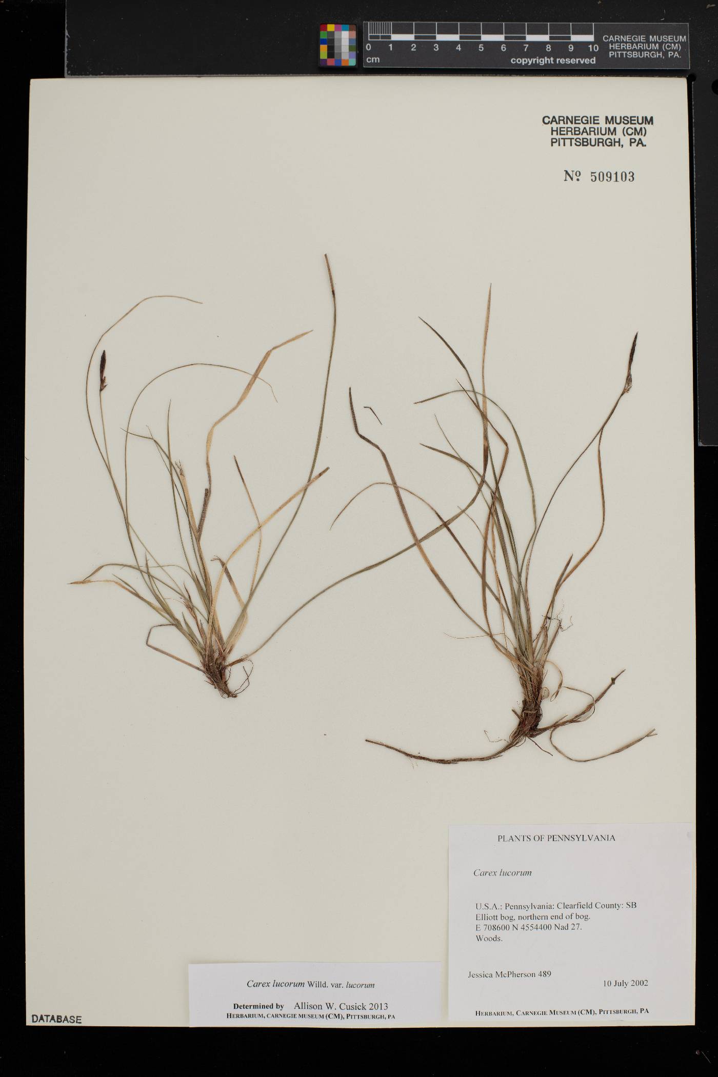 Carex lucorum var. lucorum image