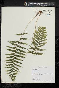 Thelypteris palustris var. pubescens image