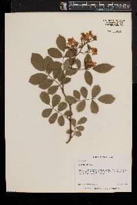 Rosa multiflora image