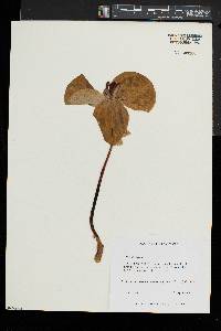 Trillium sessile image