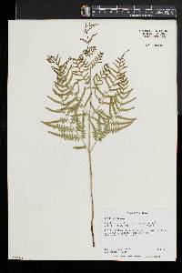 Pteridium aquilinum subsp. pseudocaudatum image