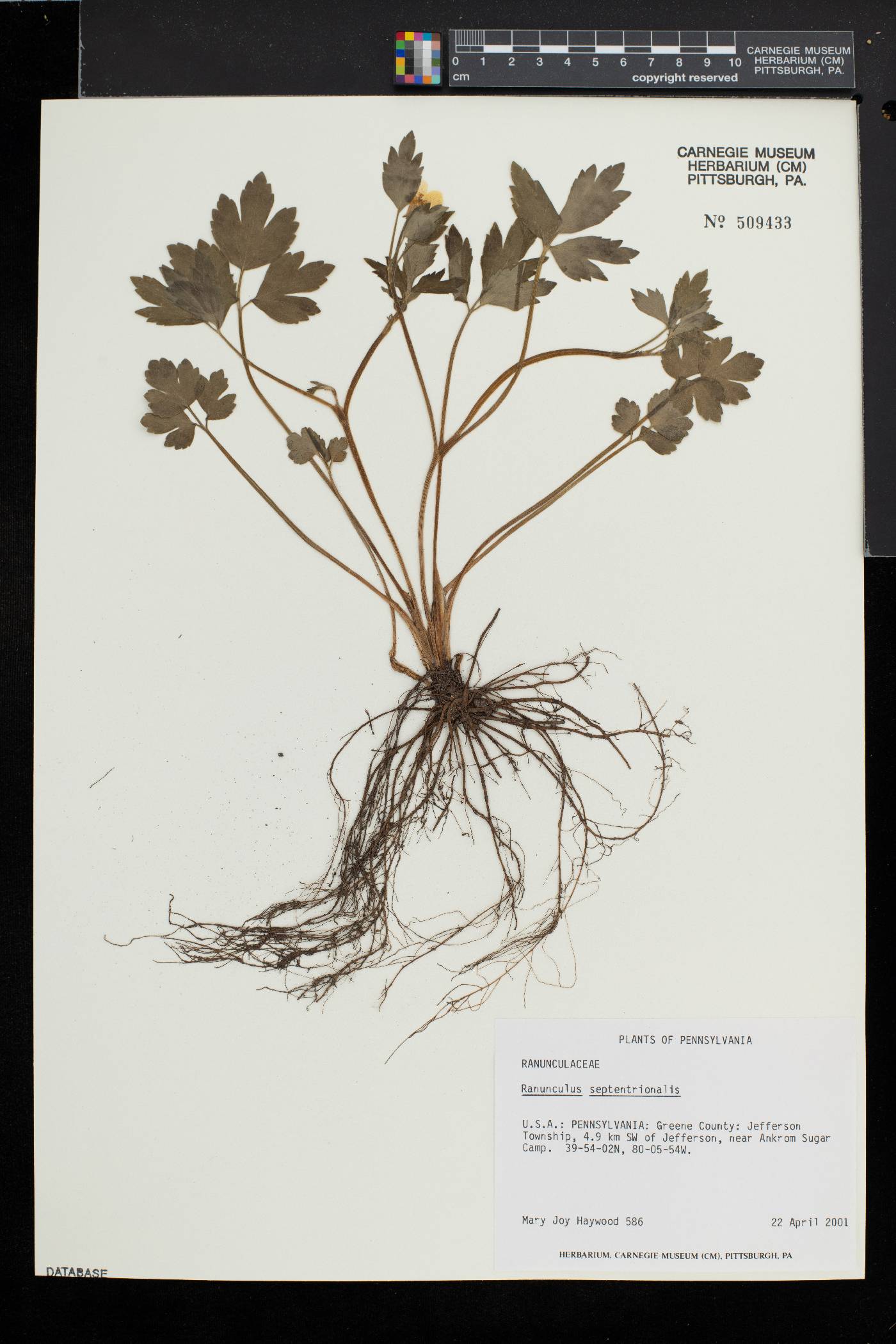 Ranunculus septentrionalis image