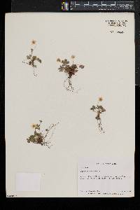 Potentilla canadensis image