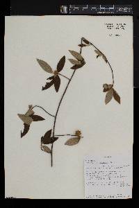Vangueria burnettii image