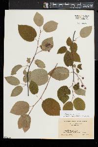 Amelanchier laevis image