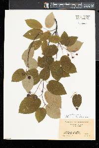 Amelanchier laevis image