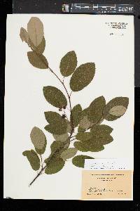 Amelanchier spicata image