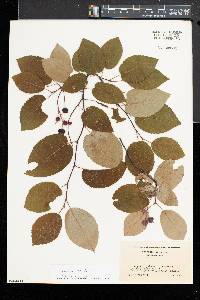 Amelanchier laevis image