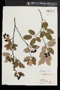 Amelanchier canadensis image