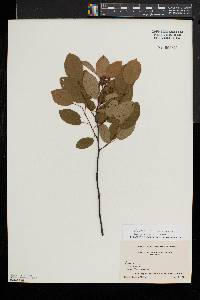 Amelanchier canadensis image