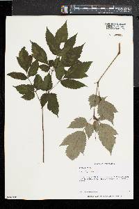 Actaea racemosa image