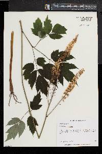 Actaea racemosa image