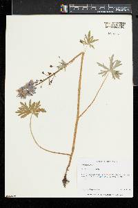 Delphinium tricorne image