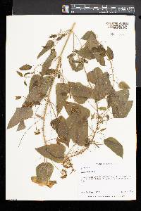 Smilax herbacea image