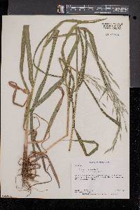 Bromus latiglumis image