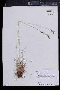 Poa nemoralis image