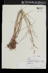 Juncus brevicaudatus image