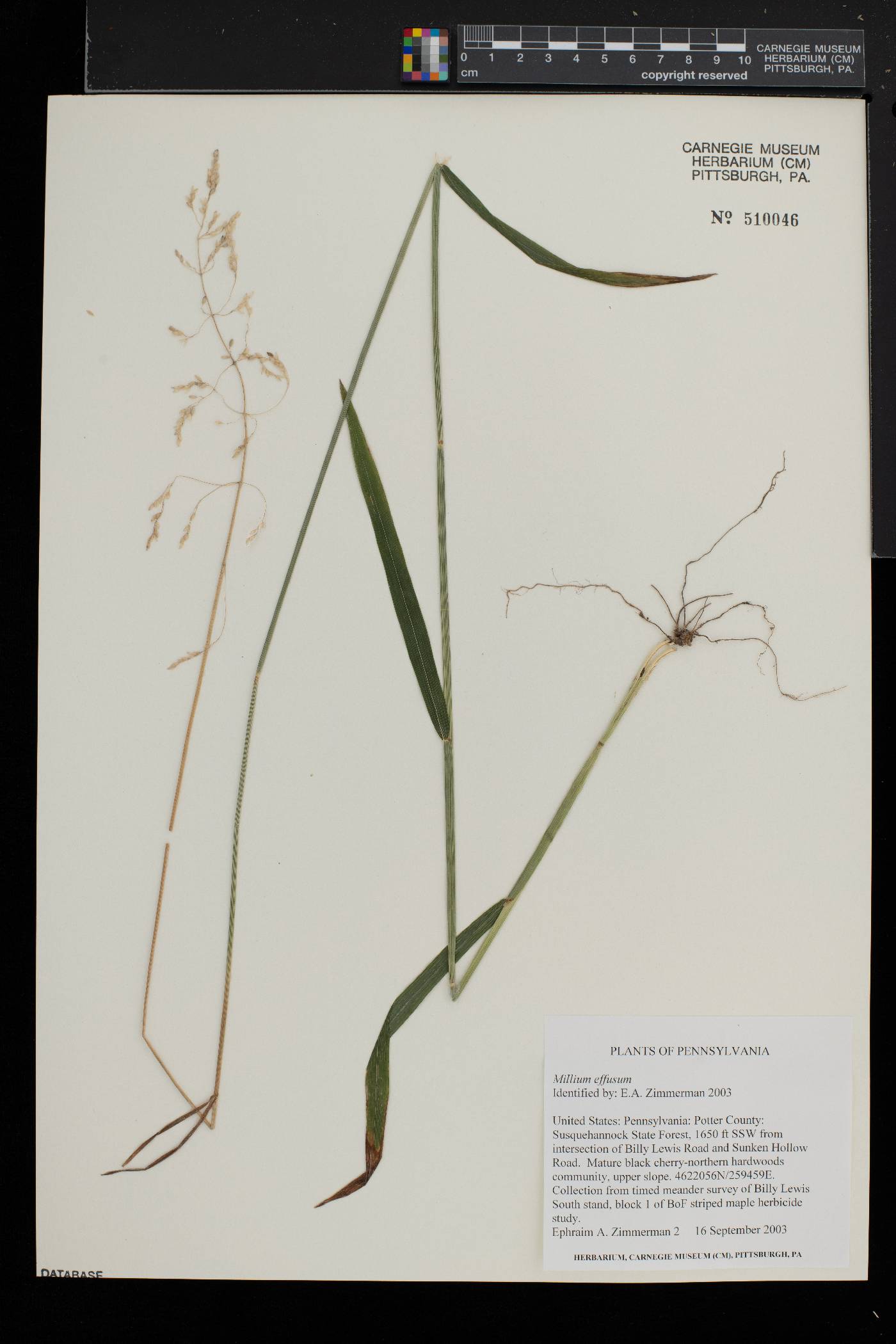 Milium effusum image