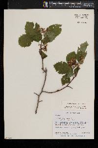 Crataegus coccinea image