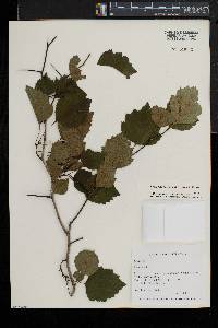 Crataegus pruinosa image