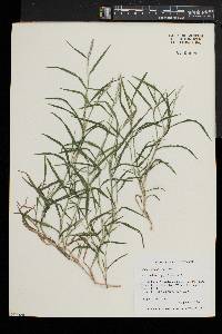 Muhlenbergia schreberi image