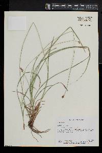 Carex spicata image