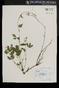 Rubus pubescens image