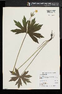 Anemone canadensis image