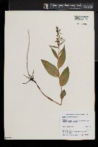 Epipactis helleborine image