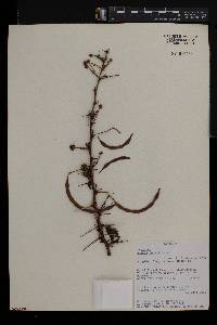 Acacia hockii image