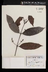 Pouchetia parviflora image