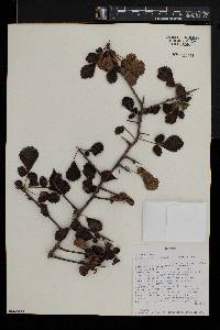 Commiphora africana image