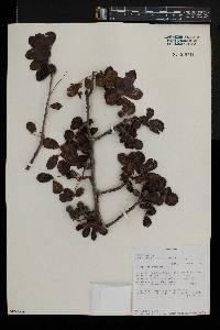 Commiphora mollis image