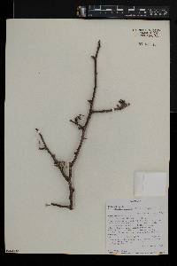 Commiphora mollis image