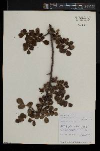 Commiphora mollis image