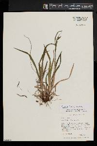 Carex leptonervia image