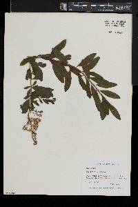 Spiraea alba image