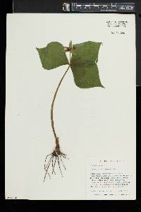 Trillium erectum image