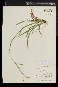 Carex debilis var. rudgei image