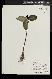 Trillium sessile image