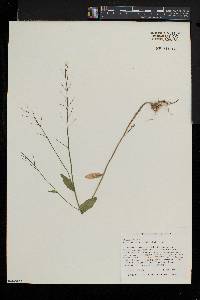 Cardamine bulbosa image