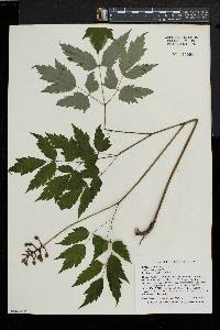 Actaea alba image