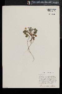 Potentilla canadensis image