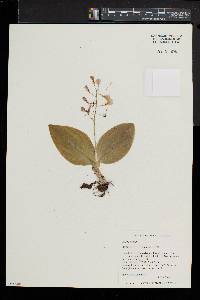 Liparis liliifolia image