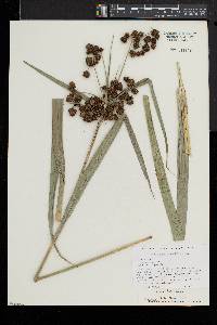 Scirpus hattorianus image