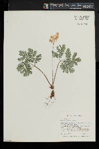 Dicentra cucullaria image