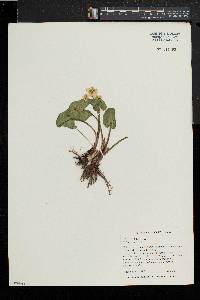 Caltha palustris image