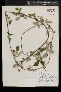 Rubus occidentalis image