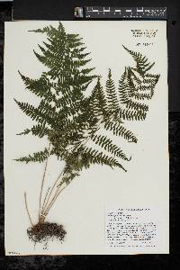 Athyrium filix-femina subsp. angustum image